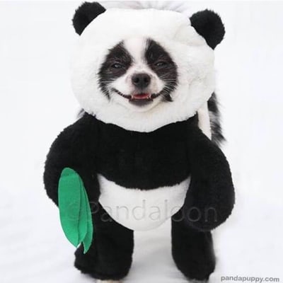 Huxley & Eugenia | Panda Puppy