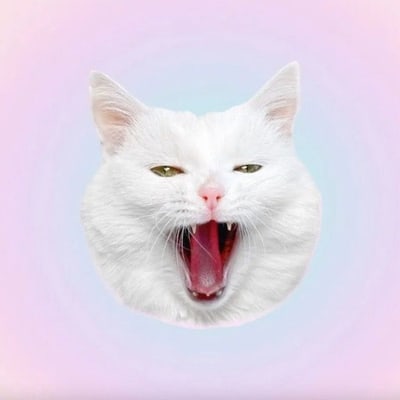 Cat Sofia