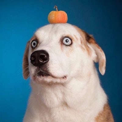 weratedogs